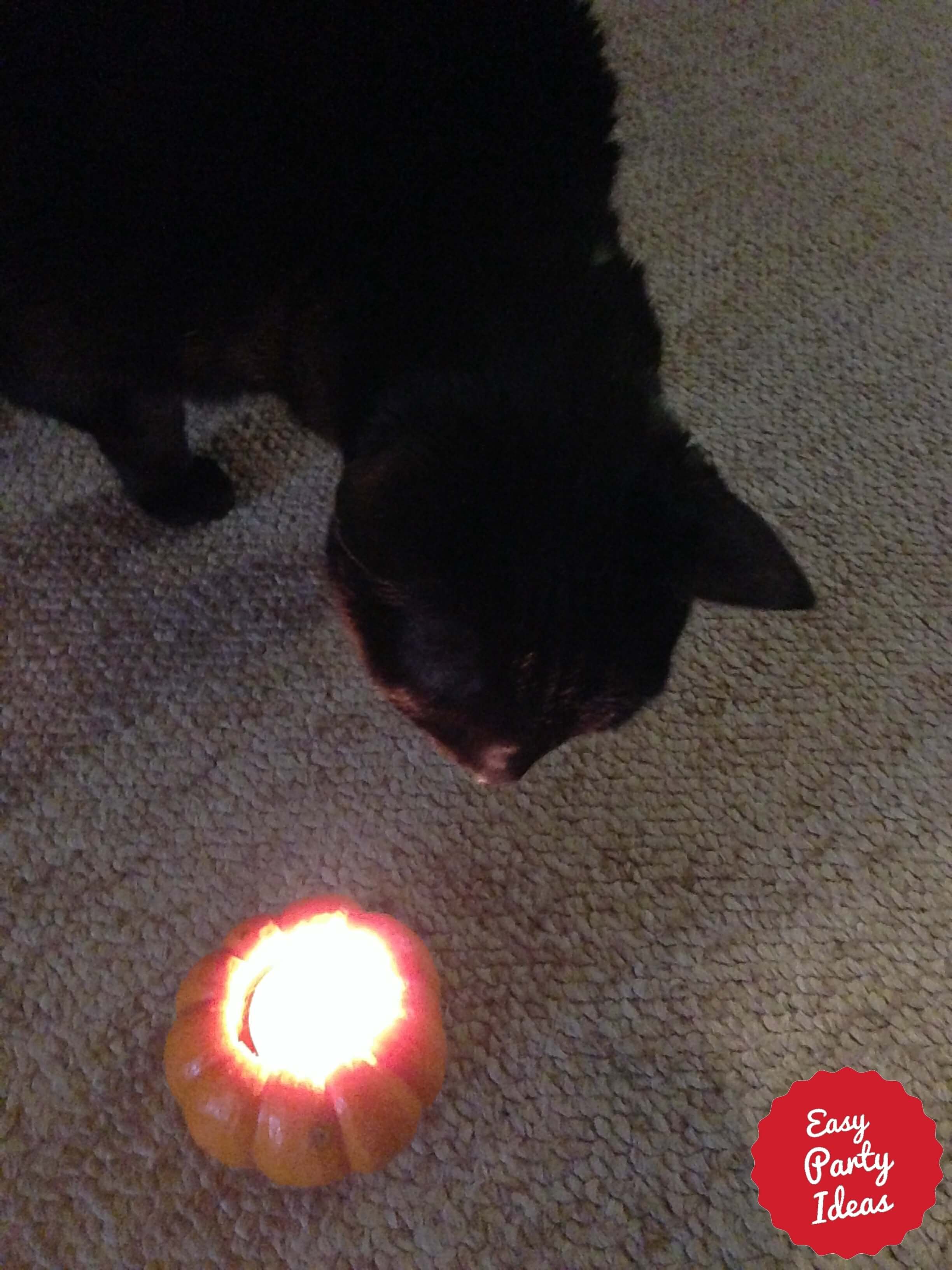 Cat with Candle