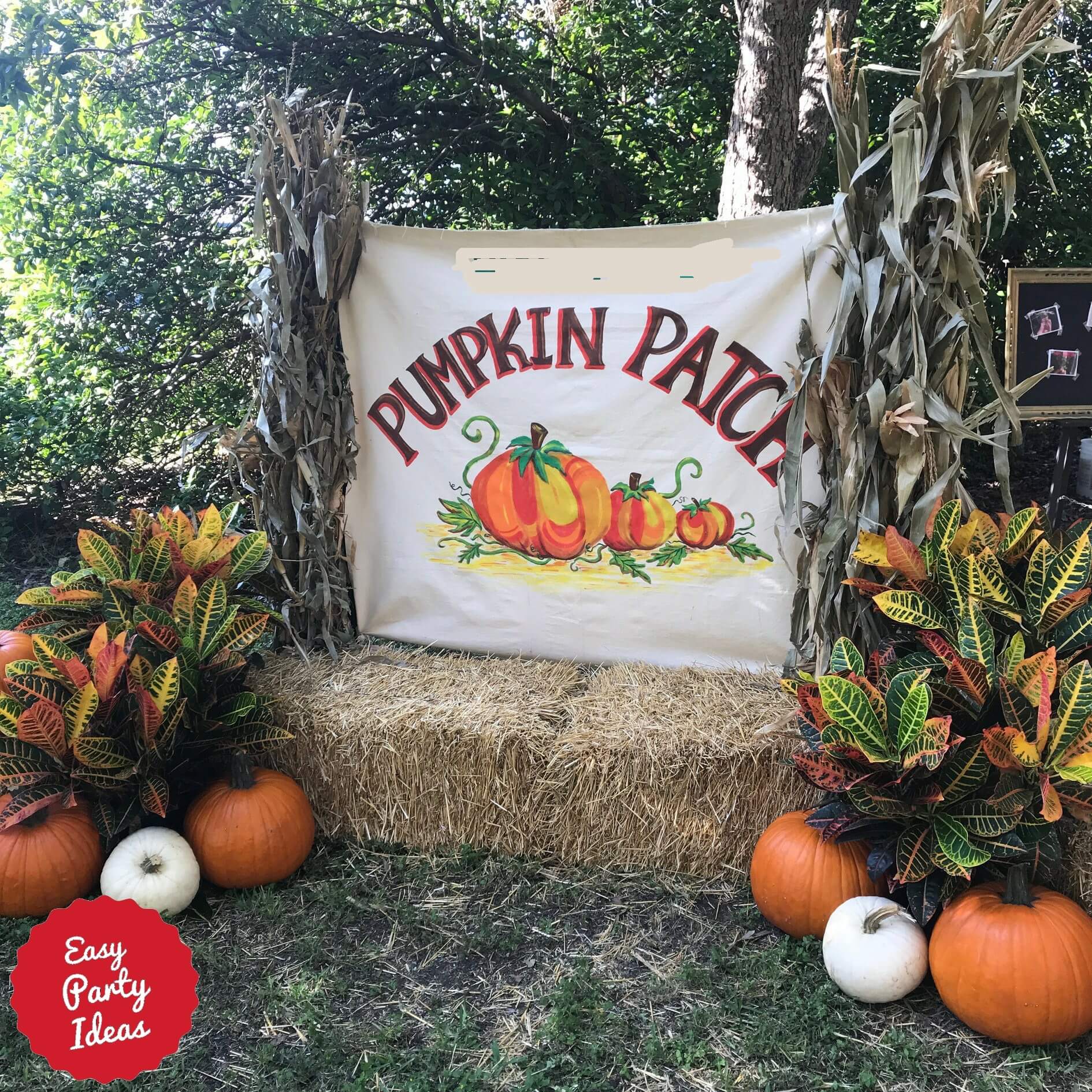 Pumpkin Patch Fall Photo Backdrop