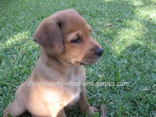 Hound Mix Puppy